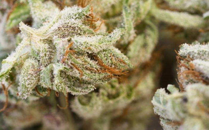 Medical marijuana for chronic conditions