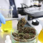 Medical marijuana for chronic conditions